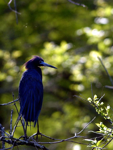 Little Blue Heron Lake Martin Louisiana Cajunlandman Flickr