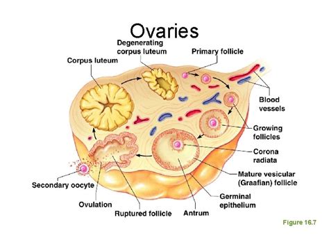 The Reproductive System Female Reproductive System Ovaries Duct