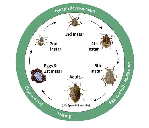 That Stinks Help Us Collect Stink Bug Eggs Invasive Species Council