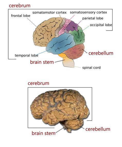 The Four Major Regions Of The Brain Human Anatomy And Physiology Lab Bsb