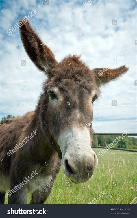 Donkey In A Field In Sunny Day Animals Series Stock Photo 80896747