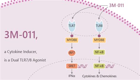 3m 011 A Cytokine Inducer Is A Dual Tlr78 Agonist Immune System