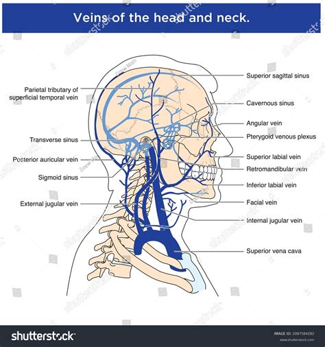 Veins And Arteries Of The Head And Neck