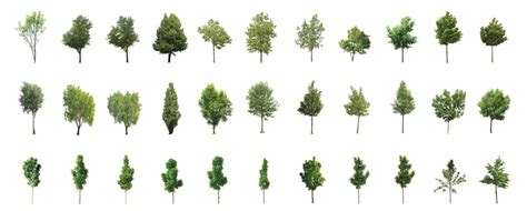 Forestdigital Trees Vol 1 120 Cutout Trees