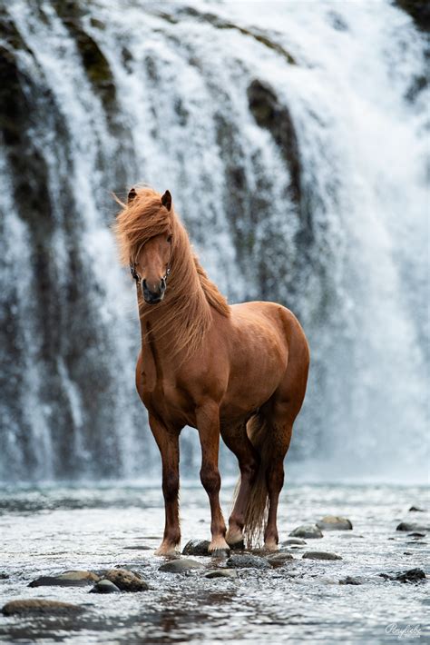 Bin Ich Schön Genug Portraitfotografie Pferd Und Mensch By