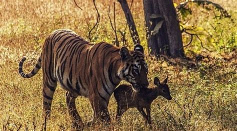 Unique When The Friendly Tiger With Baby Deer