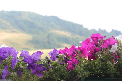 Flowers Mountain Nature Free Photo On Pixabay Pixabay