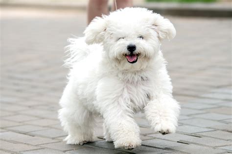 Bichon Frise Dog Breed Information & Characteristics | Daily Paws
