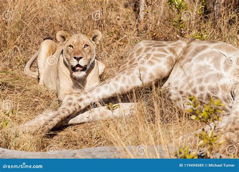 African Lion Eating A Giraffe In A South African Game Reserve Stock
