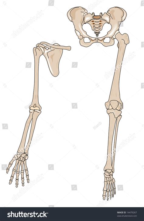 Human Arm Leg Bones Stock Illustration 14479267 Shutterstock