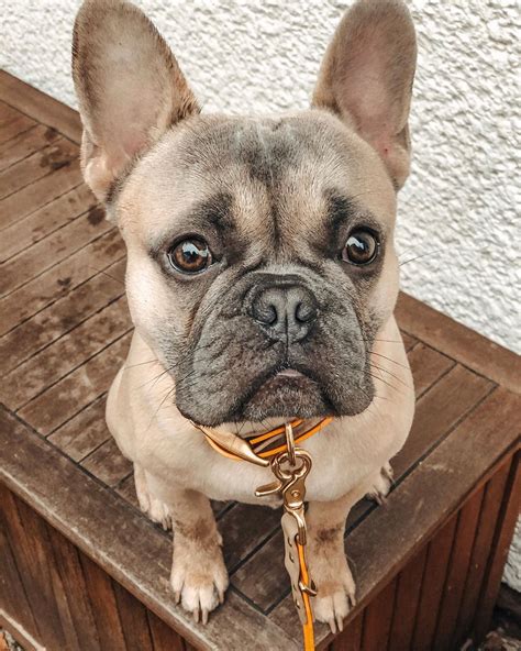 14 Facts About French Bulldogs That Will Make You Smile Petpress