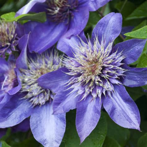 Maybe you would like to learn more about one of these? Clematis 'Multi Blue' | Perennial Resource