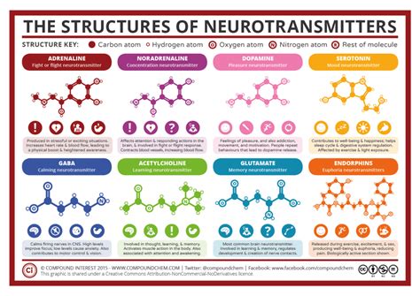 Una Guía Sencilla De Neurotransmisores Interés Compuesto Guides Online