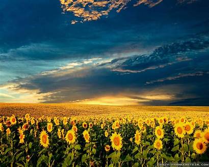Spring Sunflowers Wallpapers Flowers Frankenstein Crazy Farm
