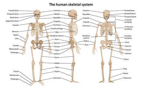 Skin, epithelium, connective tissue pages: Bone Anatomy Crossword : Skeleton Crossword Teaching Resources