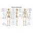 The Human Body And Anatomy Vocabulary  Learn English