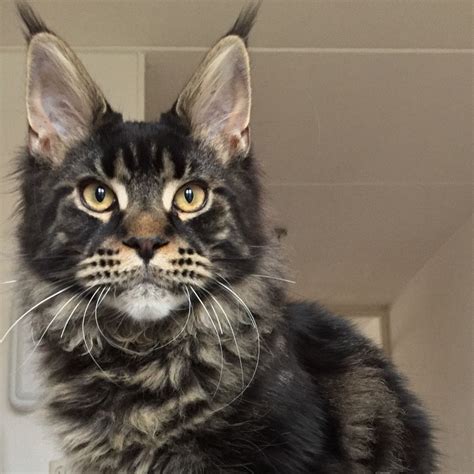 Maine coon kitten 6 months brown tabby blotched. Millquartercoons