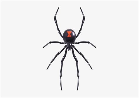 Black Widow Spider Tattoo Spider Clipart Redback Halloween Black