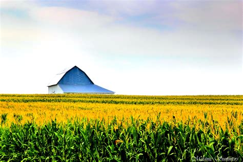 Barn In A Corn Field Near Bendena Kansas Countryside State Of