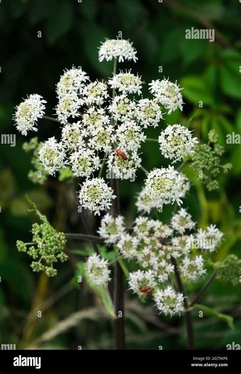Hogweed Heracleum Mantegazzianum Apiaceae Known As Cartwheel Flower