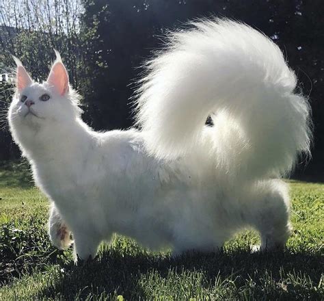 Mamrizzio Junior Has The Prettiest Fluffy Tail Ive Ever Seen