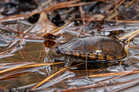 Eastern Mud Turtle South Carolina Partners In Amphibian And Reptile