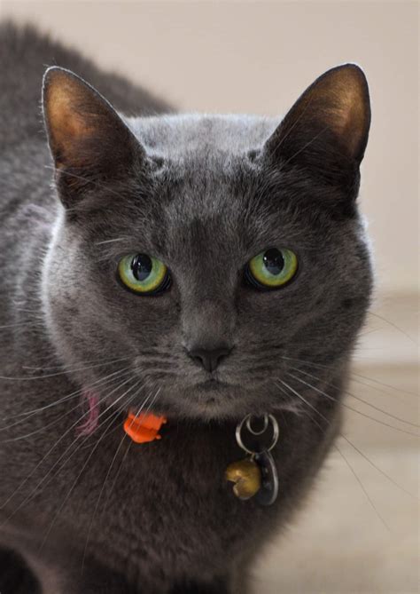 Funny and unique names for female cats. Elly - Female Russian Blue Mix Cat in WA - PetRescue