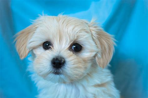 Getting a new pup can be exciting! Maltese x Shih Tzu Female Puppy For Sale | April 28th 2018 ...