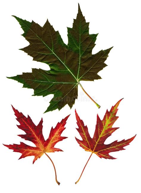 Autumn Leaves Stock Photo Image Of Maple Autumn Macro 6437258