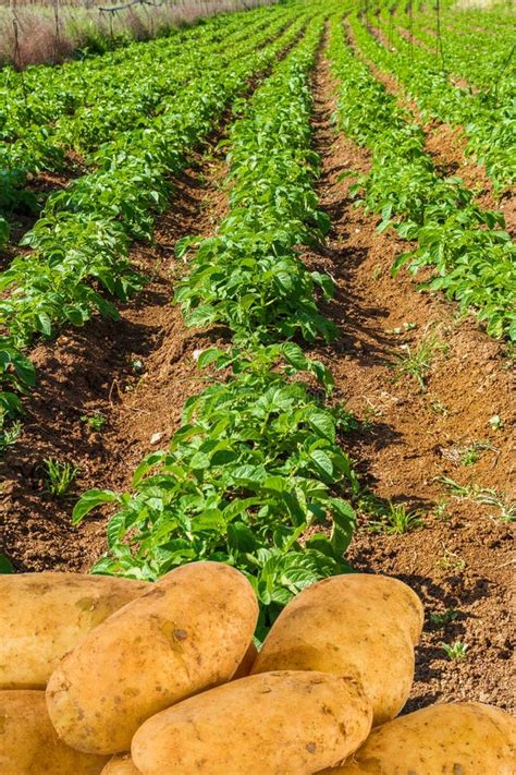 Rows Of Healthy Potatoes Plants In The Field Agriculture Food Production Concept Stock Photo