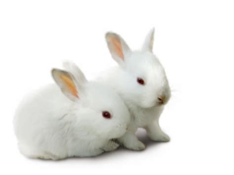 Cute White Rabbits Hd Desktop Wallpaper Widescreen High Definition