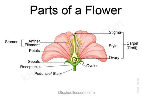 Parts Of A Flower Flower Structure Science Lessons