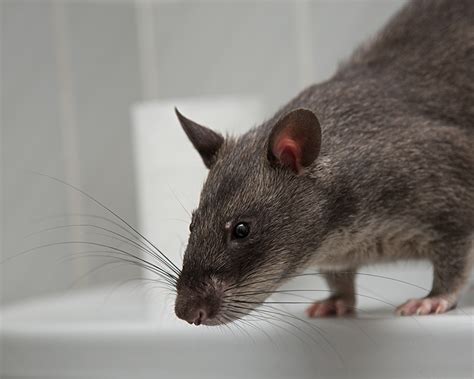 African Giant Pouched Rats National Pouched Rat Society