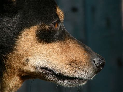 Dog Profile Free Photo Download Freeimages