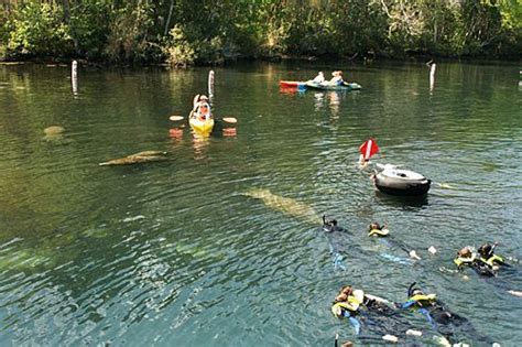 Kayakswim With Manatees At Homosassa Springs State Park Fl Homosassa