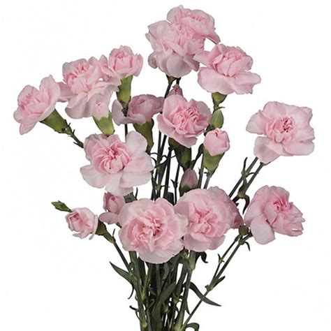 Carnation Spray Pink Cut Carnations Flower Suppliers Wholesale