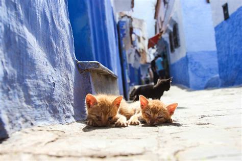 Discovering Chefchaouen The Blue City Of Morocco Divergent Travelers