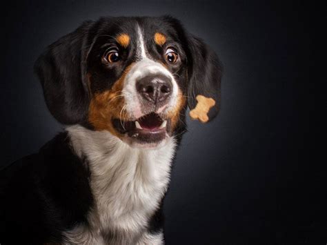 Photographer Snaps Hilarious Action Shots Of Dogs Trying To Catch Treats