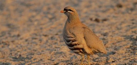 يقدم لكم موقع حدوتة تفسير رؤية الحجل في الحلم ، الحجل هو طير من الطيور المهاجرة التي تأكل وتتميز بمذاق رائع وفوائد كبيرة تمد جسم الإنسان وتعتبر رؤية الحجل في المنام من الرؤى الوارد تواجدها في احلام الكثير من. صوت الحجل - موضوع