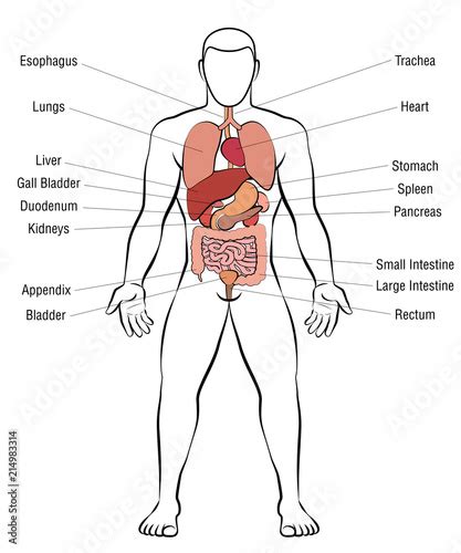 Internal Organs Male Body Schematic Human Anatomy Illustration