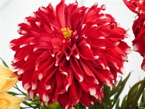 Maybe you would like to learn more about one of these? Free photo: Big Red Flower - Big, Bloom, Flower - Free ...