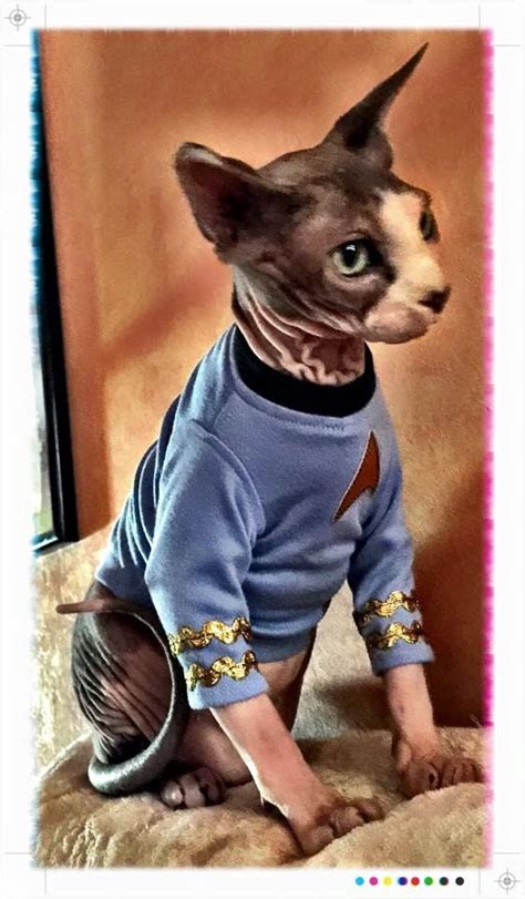 The hairless cat is an instantly recognizable breed that has a unique history. Sphynx cat clothes Leonard Nimoy Mr. Spock for Pet by ...