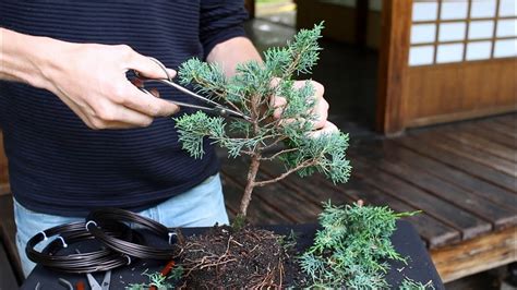 How To Make A Bonsai Tree From A Branch In The World The Ultimate Guide