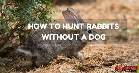 How To Hunt Rabbits Without A Hunting Dog Pasti Bet