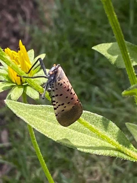 How to get rid of lanternflies naturally. The Spotted Lanternfly: 10 tips for getting rid of the ...