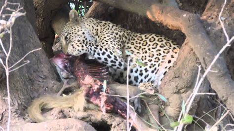 Leopard Eating Youtube