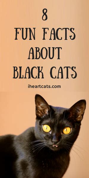 Do You Love Black Cats Read These Fun Facts About Them More