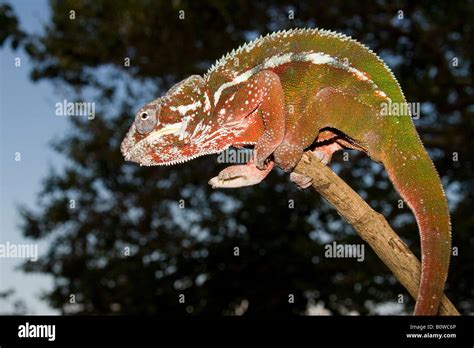Male Panther Chameleon Furcifer Pardalis Madagascar Africa Stock