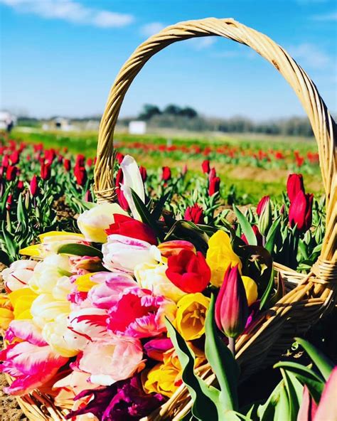 Pick Your Own Flowers This Spring At Texas Tulips