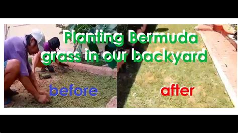 Planting Bermuda Grass In Our Backyard Youtube